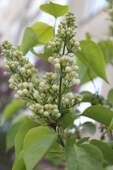 white lilac