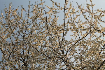 tree in spring bloom