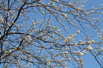cherry in bloom