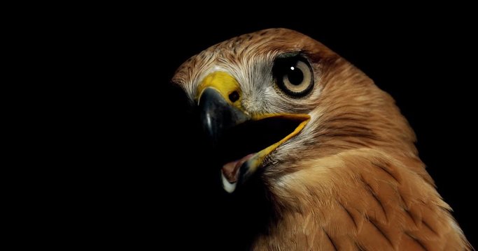 Creepy hawk is turning and looking with its beak open and tongue out, 4k