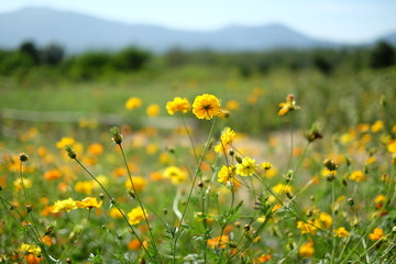 The field of Mexican Aster flowers (Cosmos sulphureus, yellow cosmos, sulfur cosmos) with blurred view of mountain and natural background.