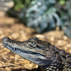 Fototapeta premium head of a crocodile