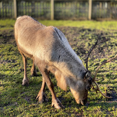 reindeer