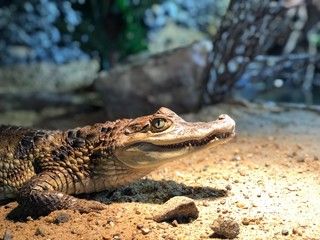 crocodile in the water