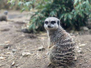 Fototapeta premium meerkat on guard