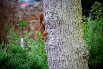 écureuil roux 