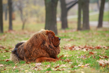 Dog breed Tibetan mastiff