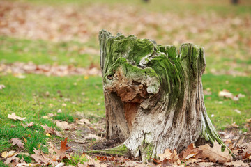 old rotten tree stump