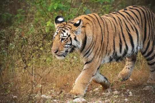 Close up of a Male tiger cub 