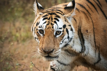A close up of a beautiful tigress in her natural habitat