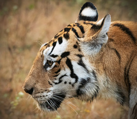 A close up of a beautiful tigress in her natural habitat