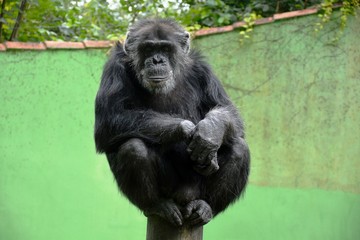 Fototapeta premium one chimpanzee on a trunk