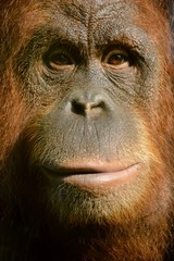 portrait of an old orangutan