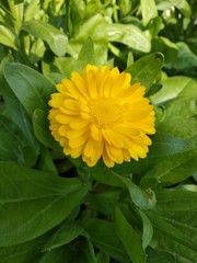 yellow flower of a sunflower