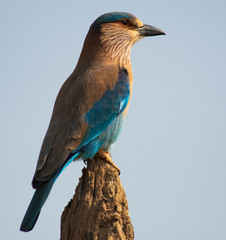 An Indian roller perched in Bandhavgarah National Park, India. The bird was formerly locally called the Blue Jay. It is a member of the roller family of birds.