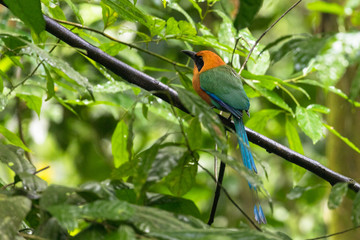 Rufous Motmot (Rufous Motmot) seen in the rainforest near La Fortuna, Costa Rica