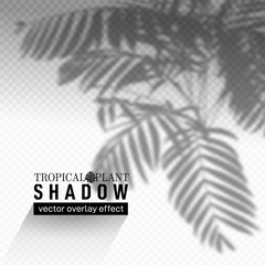 Shadow overlay effect. Soft light and grey shadows from tropical plant branches and foliage. Mockup of shadow overlay effect and natural lightning. Isolated vector illustration.