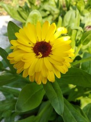 yellow flower in garden