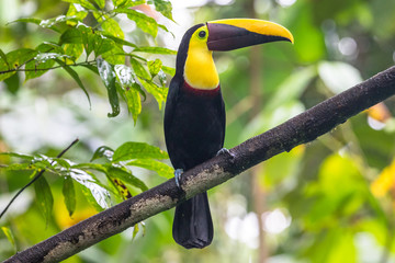 Toucan de Swainson, Toucan à mandibule marron vu dans la forêt tropicale près du volcan Arenal