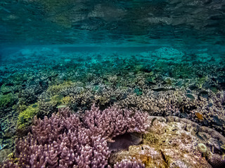 coral reefs
