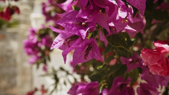 Bonitas flores lilas en la isla Griega hydra
