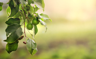 Apple branch with unripe fruits close up on blurred garden background. Scenic rural landscape. Cultivation of fruit. Gardening.