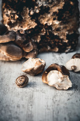Homemade fungiculture kit for shiitake mushrooms, harvest from the mycelial block