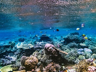 Fototapeta na wymiar coral reefs