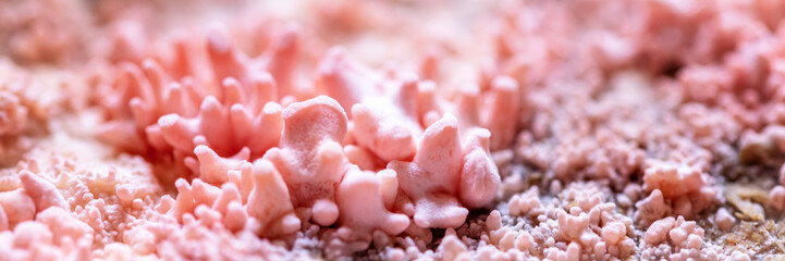 Macro, fruiting body of a growing pink oyster mushroom, cultivation and fungiculture