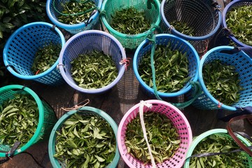 Fresh tea leaves are collected in baskets for further processing.