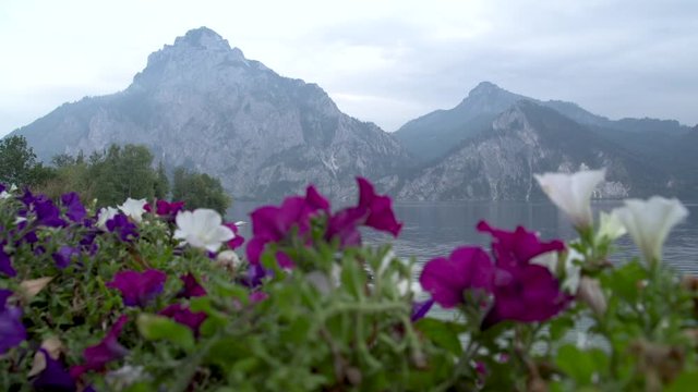 Traunstein Blumen
