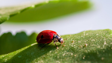 Macro of ladybug on a blade of grass in the morning sun Ladybug - bug. Natural insecticide that destroys pests of crops. A closeup of a ladybug.