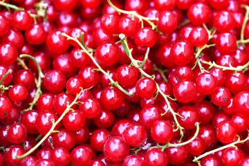 Currant. Close-up background of red ripe currants, top view. Macro horizontal photo
