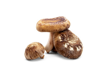 Delicious fresh shiitake mushrooms isolated on white, Lentinula edodes