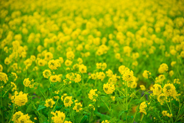 菜の花　風景