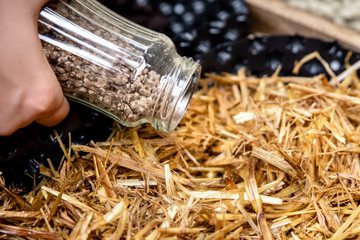 details of fungiculture at a mushroom farm, mycelial pellets and organic straw