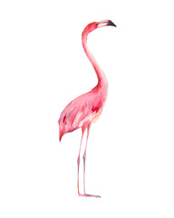 Flamingo. Watercolor art. Hand painted bright exotic bird isolated on white background. Animal illustration