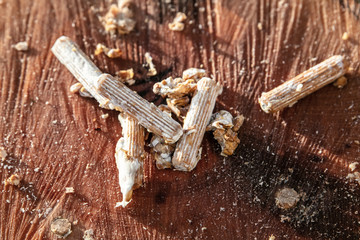 inoculated mycelial wooden pellets on a beech tree stub, fungiculture and mushroom farm