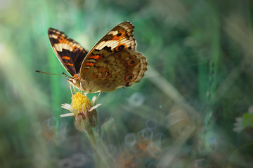 Single Butterfly
