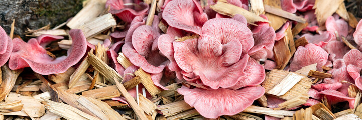 Header, full grown pink oyster mushrooms, fungiculture and mushroom farm