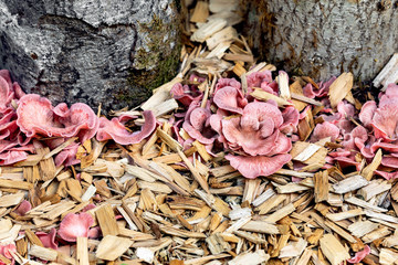 Details of a mushroom farm or fungiculture, growing up of Pleurotus djamor