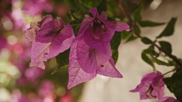 Bonitas flores lilas en la isla Griega hydra