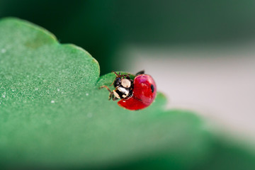 Macro of ladybug on a blade of grass in the morning sun Ladybug - bug. Natural insecticide that destroys pests of crops. A closeup of a ladybug.