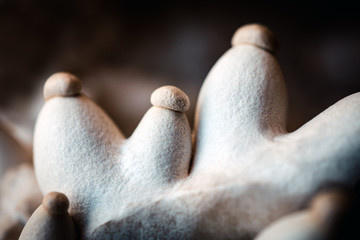 Closeup of little king oyster mushrooms on growth, cultivation and farming fungi