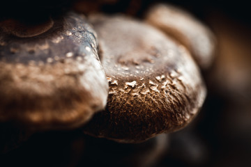 closeup of shiitake mushrooms or Lentinula edodes