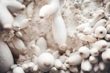 Fototapeta na wymiar Closeup, fruiting and growing up of king oyster mushrooms on substrate black