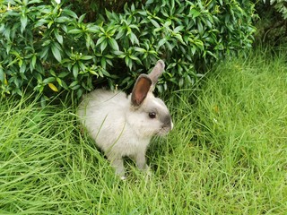 Little grey fluffy rabbit in the garden. 