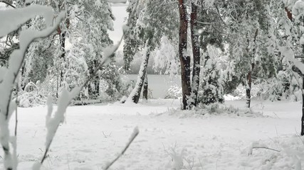 Winter landscape of snowy pines with an unfrozen lake in the background. Smooth vertical panning. - Powered by Adobe