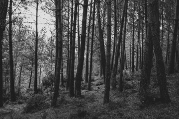 Forest in fog in black and white