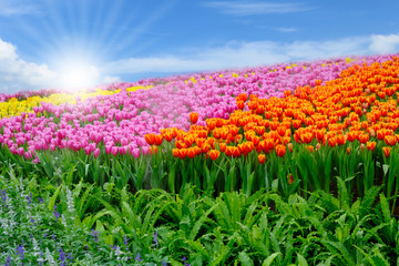 Orange, pink and yellow tulips in a wide field with a bright sky in the background